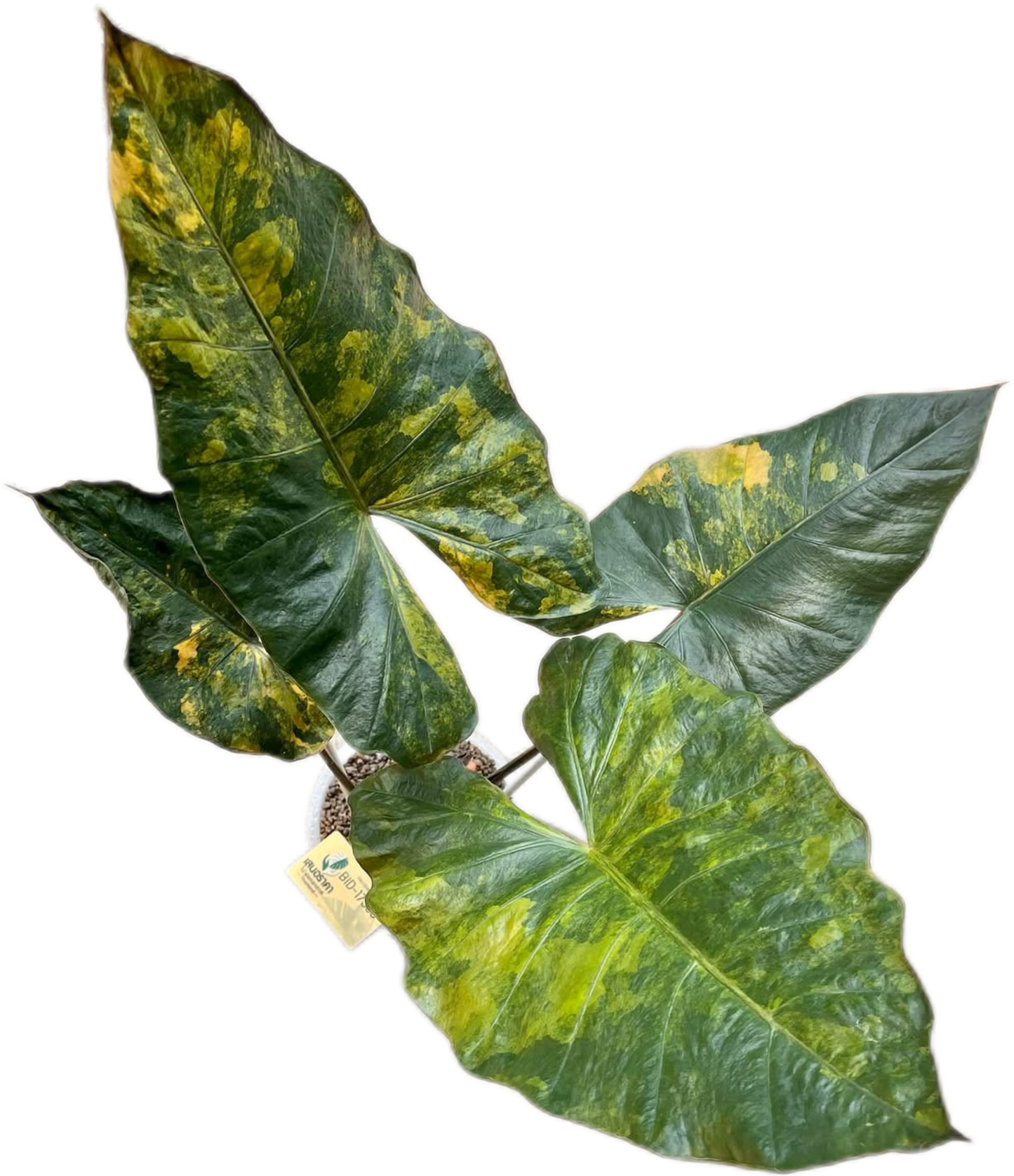 Alocasia Yucatán Princess Aurea Variegated – Tissue Culture (Wholesale) Set of 10 Plants