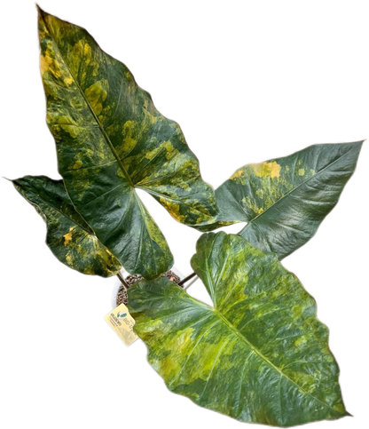 Alocasia Yucatán Princess Aurea Variegated – Tissue Culture (Wholesale) Set of 10 Plants
