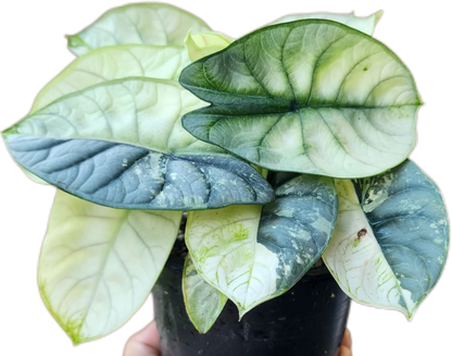 Alocasia Silver Dragon Aurea Variegated – Tissue Culture (Wholesale) Set of 10 Plants