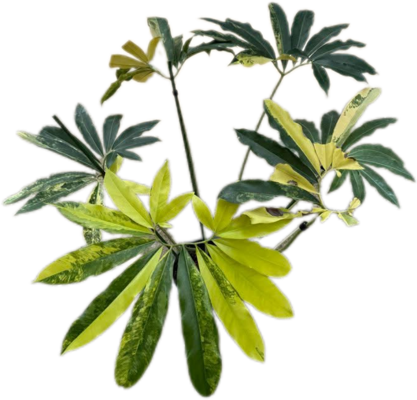 Philodendron Goeldii Variegated – Tissue Culture Wholesale Set of 10 Plants