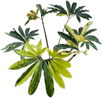 Philodendron Goeldii Variegated – Tissue Culture Wholesale Set of 10 Plants