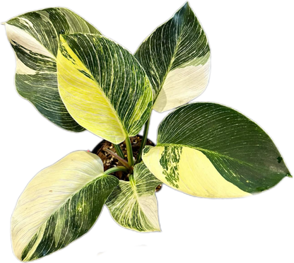 Philodendron Birkin Aurea Variegated – Tissue Culture Wholesale Set of 10 Plants