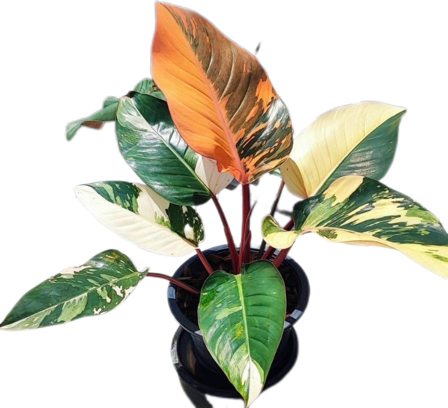 Philodendron Red Congo Variegated – Tissue Culture Wholesale Set of 10 Plants