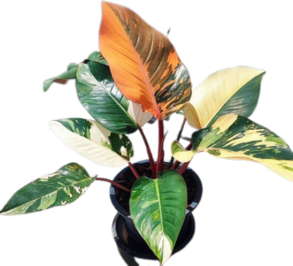 Philodendron Red Congo Variegated – Tissue Culture Wholesale Set of 10 Plants