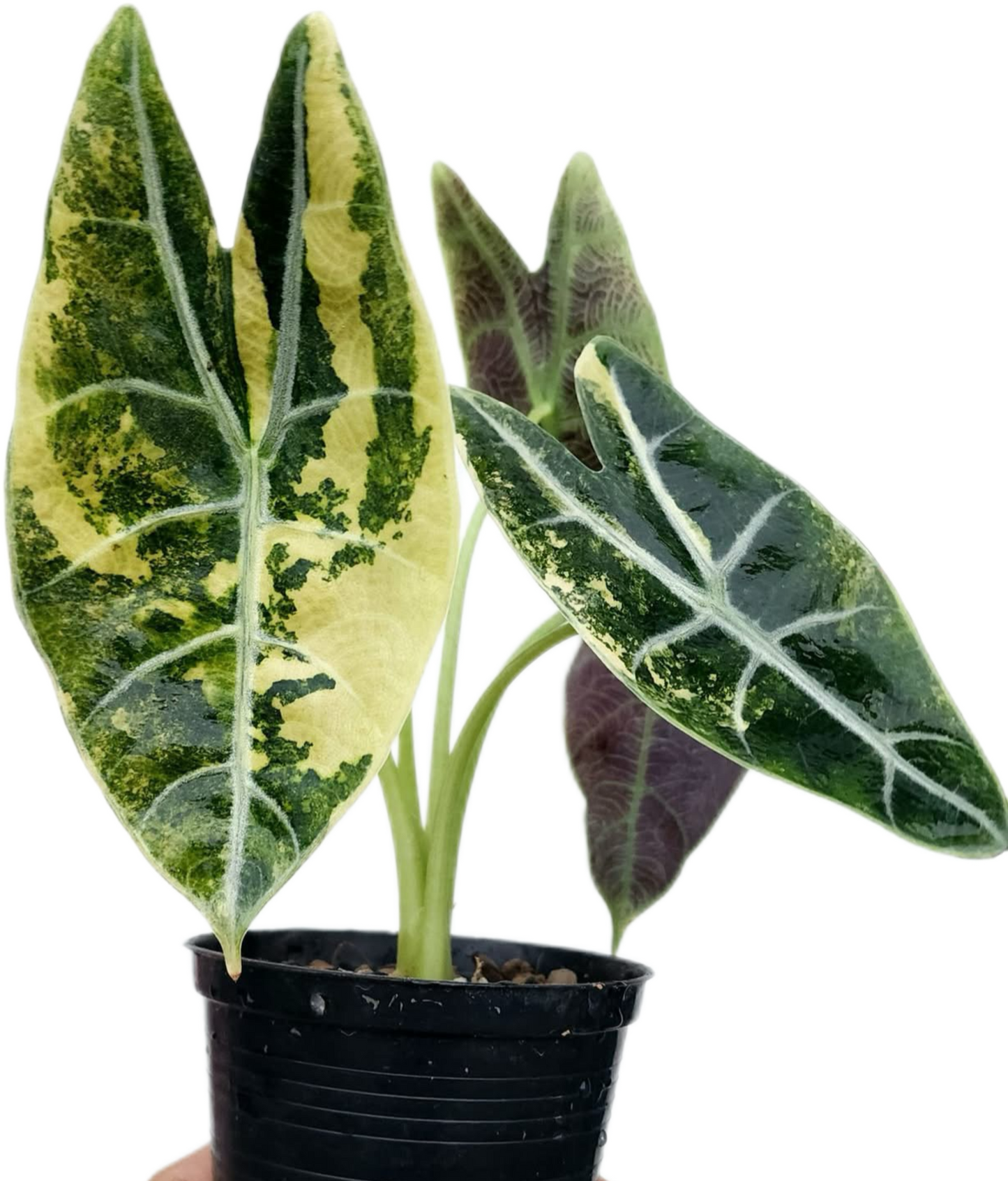 Alocasia Watsoniana Doff Aurea Variegated – Tissue Culture (Wholesale) Set of 10 Plants
