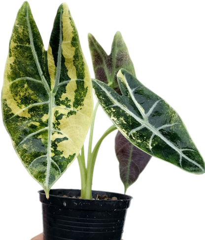 Alocasia Watsoniana Doff Aurea Variegated – Tissue Culture (Wholesale) Set of 10 Plants