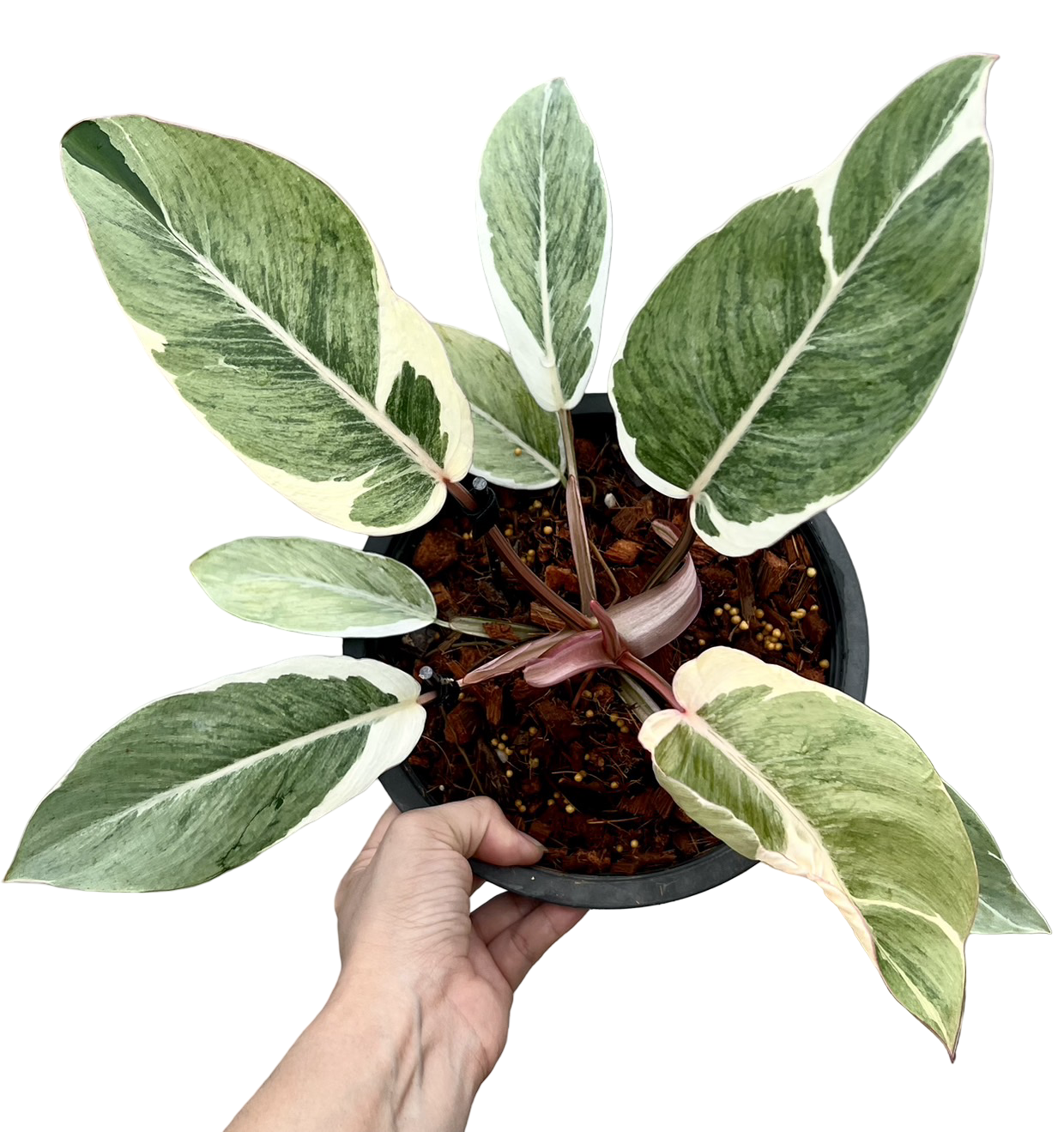 Philodendron “Shady Lady” Variegated