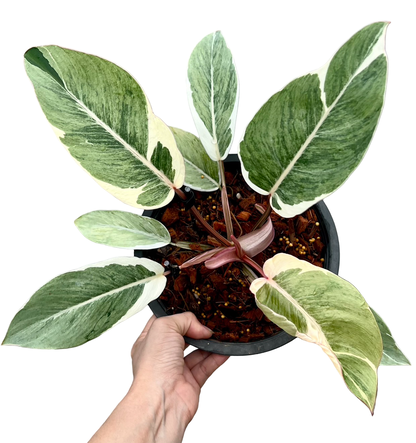 Philodendron “Shady Lady” Variegated