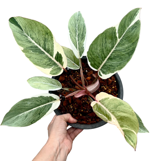 Philodendron “Shady Lady” Variegated