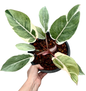 Philodendron “Shady Lady” Variegated