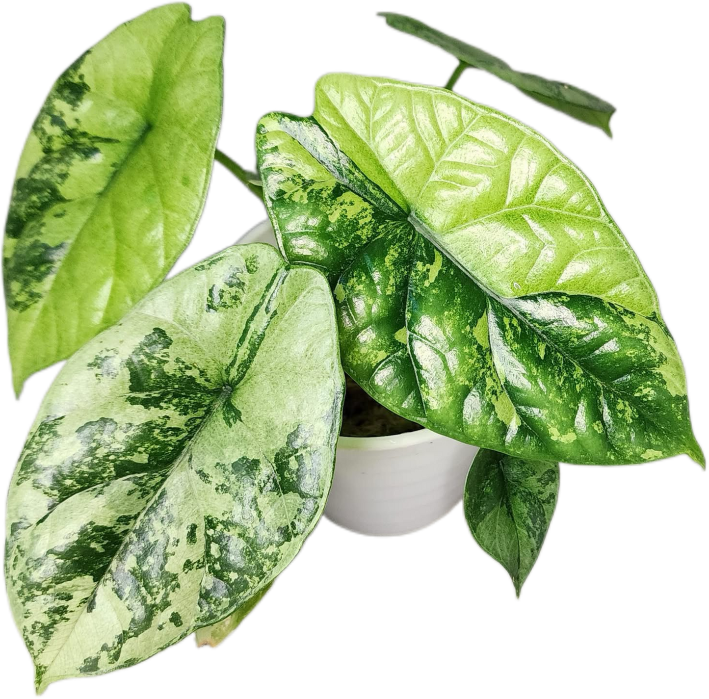 Alocasia Sinuata Variegated – Tissue Culture (Wholesale) Set of 10 Plants