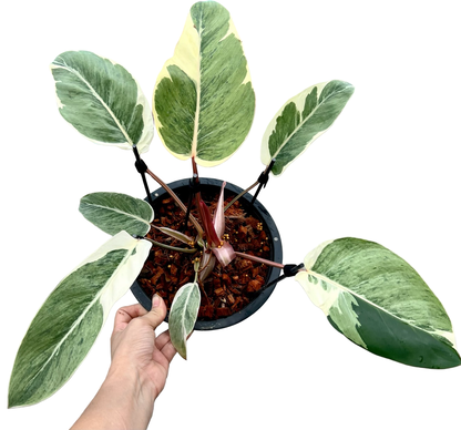 Philodendron “Shady Lady” Variegated