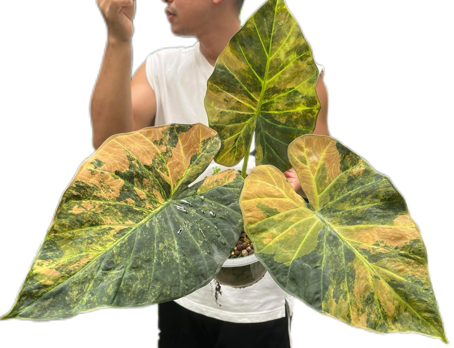 Alocasia Regal Shield Aurea Variegated – Tissue Culture (Wholesale) Set of 10 Plants