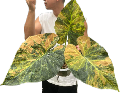 Alocasia Regal Shield Aurea Variegated – Tissue Culture (Wholesale) Set of 10 Plants