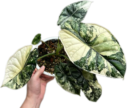 Alocasia Dragon Scale Variegated – Tissue Culture (Wholesale) Set of 10 Plants