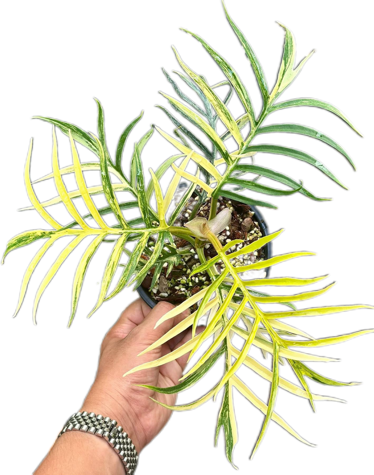 Philodendron Tortum Variegated – Tissue Culture Wholesale Set of 5 Plants