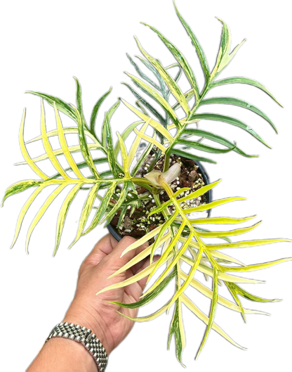 Philodendron Tortum Variegated – Tissue Culture Wholesale Set of 5 Plants