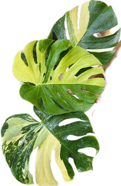 Monstera Deliciosa “Aurea” Variegated – Tissue Culture Wholesale Set of 100 Plants