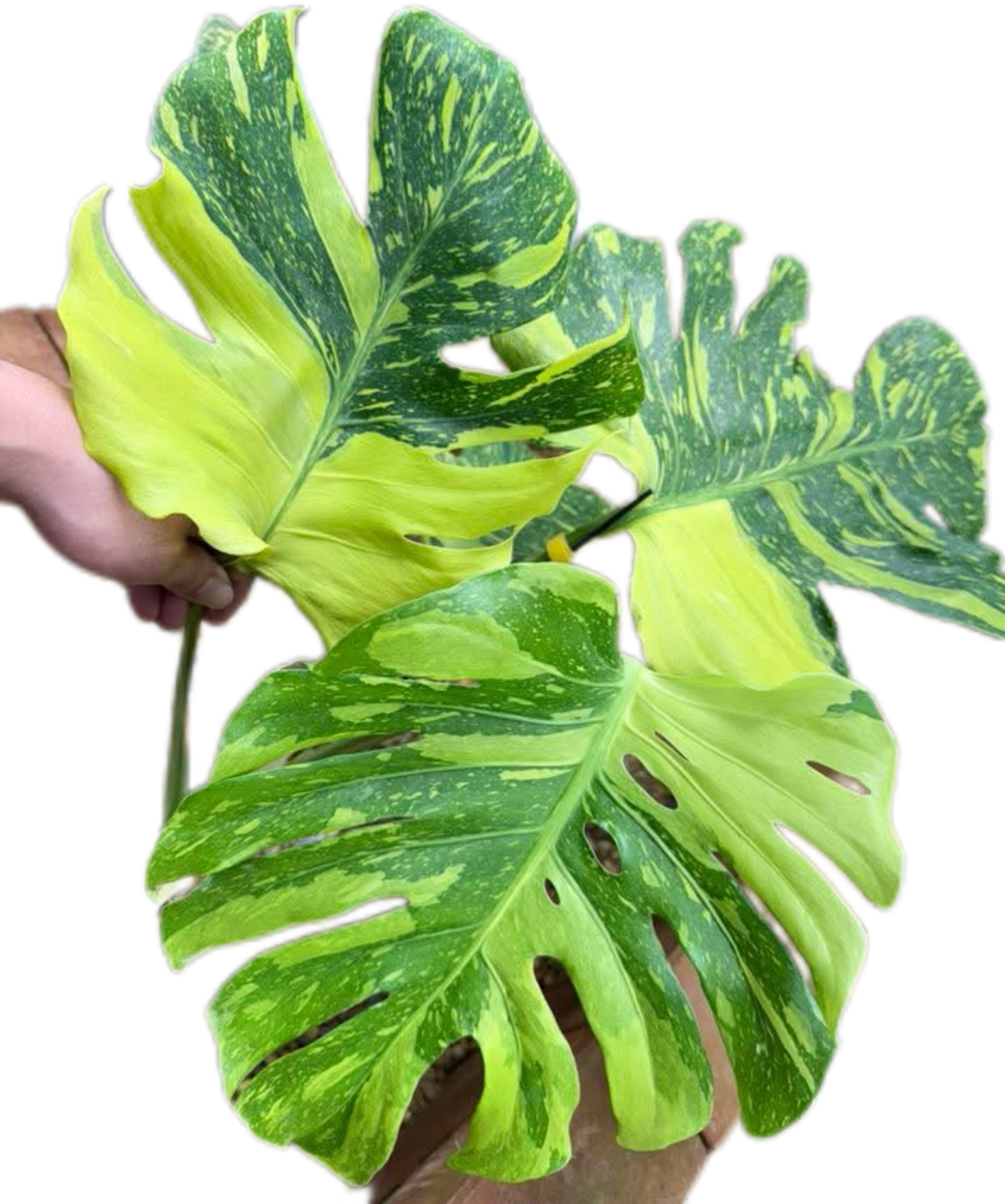 Monstera Deliciosa “Electro Light” – Tissue Culture Wholesale Set of 10 Plants