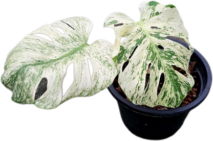 Monstera Deliciosa “White Monster”– Tissue Culture Wholesale Set of 30 Plants