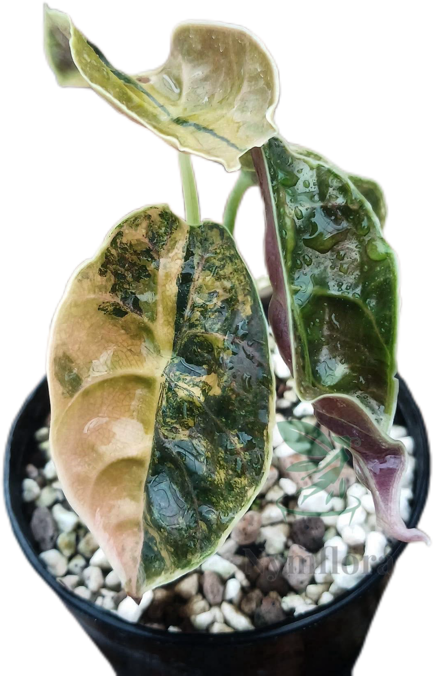 Alocasia Azlanii Aurea Variegated – Tissue Culture (Wholesale) Set of 10 Plants