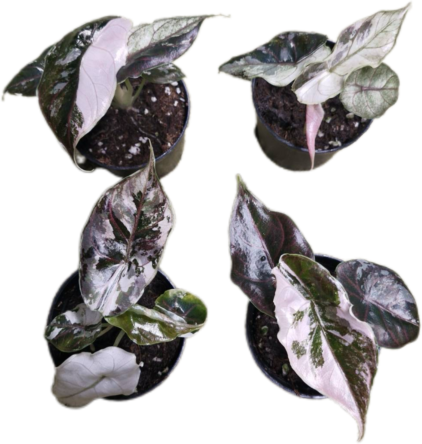 Alocasia Azlanii Albo Pink Variegated – Tissue Culture (Wholesale) Set of 10 Plants