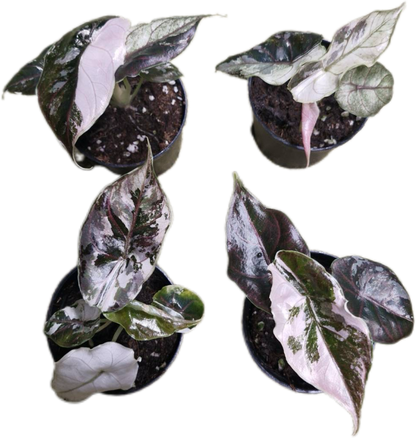Alocasia Azlanii Albo Pink Variegated – Tissue Culture (Wholesale) Set of 10 Plants