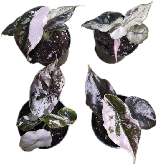 Alocasia Azlanii Albo Pink Variegated – Tissue Culture (Wholesale) Set of 10 Plants