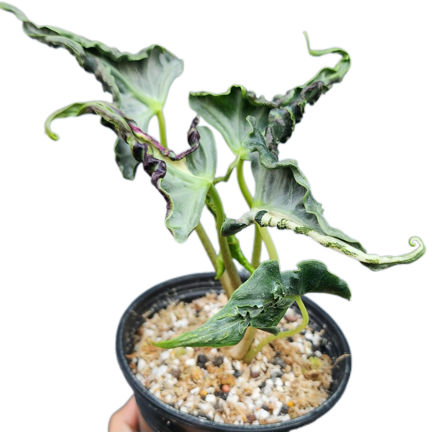 Alocasia Loco – Tissue Culture Wholesale Set of 100 Plants