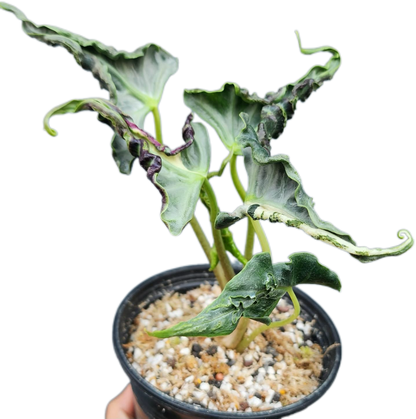 Alocasia Loco – Tissue Culture Wholesale Set of 100 Plants