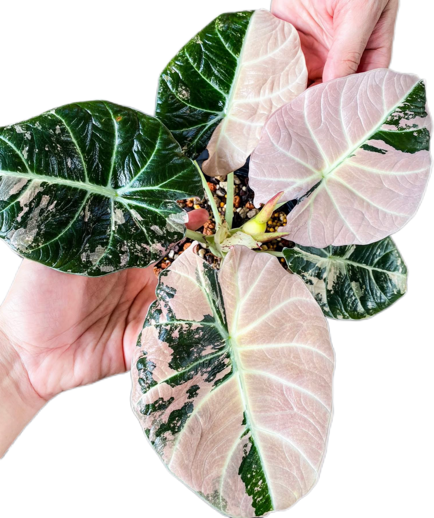 Alocasia Black Velvet Albo Variegated – Tissue Culture Wholesale Set of 30 Plants