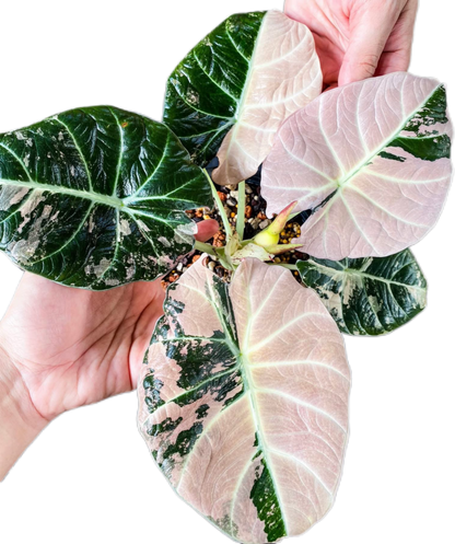 Alocasia Black Velvet Albo Variegated – Tissue Culture Wholesale Set of 30 Plants
