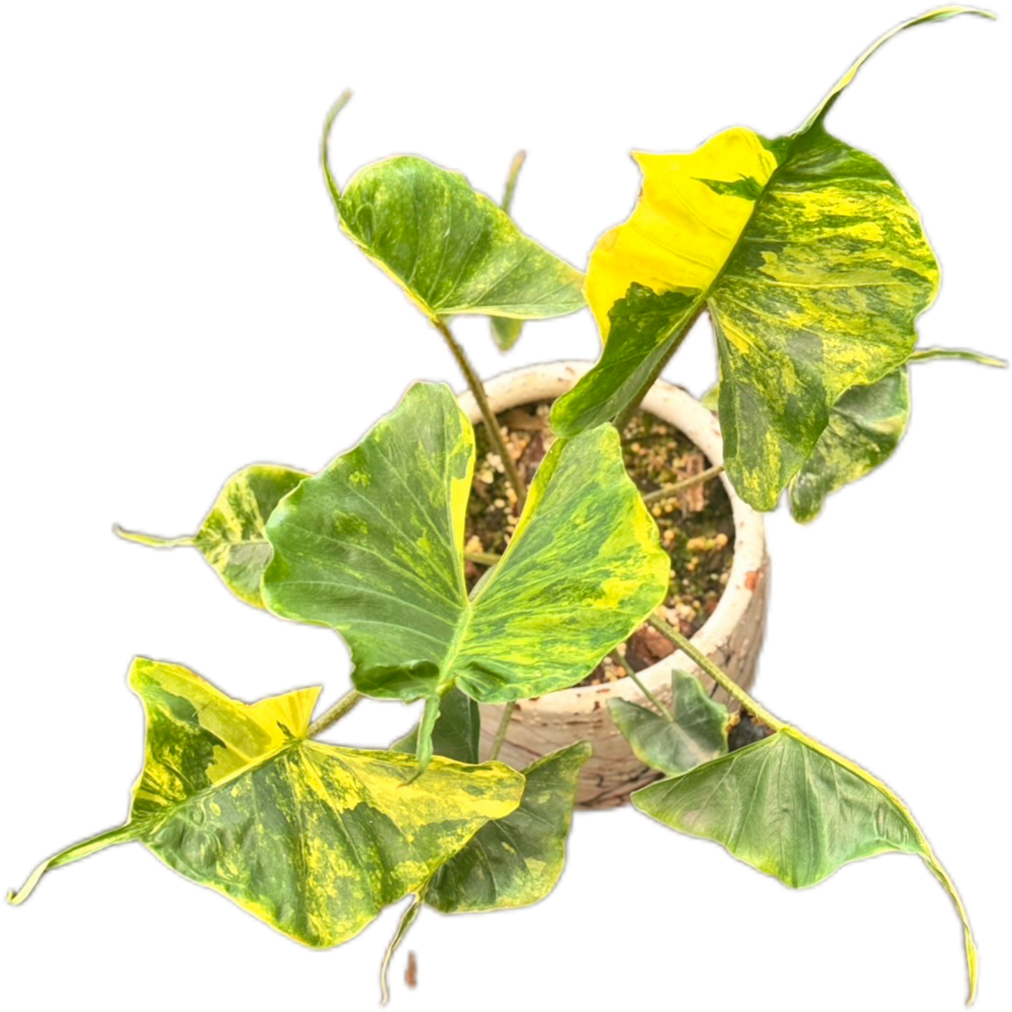 Alocasia Stingray Aurea Variegated – Tissue Culture Wholesale Set of 10 Plants