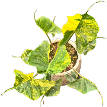 Alocasia Stingray Aurea Variegated – Tissue Culture Wholesale Set of 10 Plants