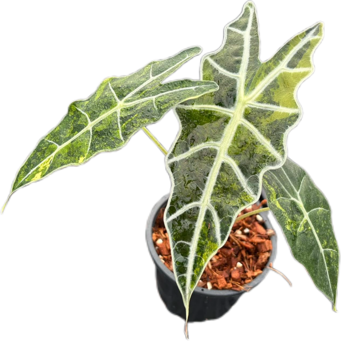 Alocasia Sanderiana Aurea Variegated – Tissue Culture Wholesale Set of 10 Plants