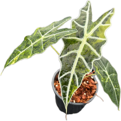 Alocasia Sanderiana Aurea Variegated – Tissue Culture Wholesale Set of 10 Plants