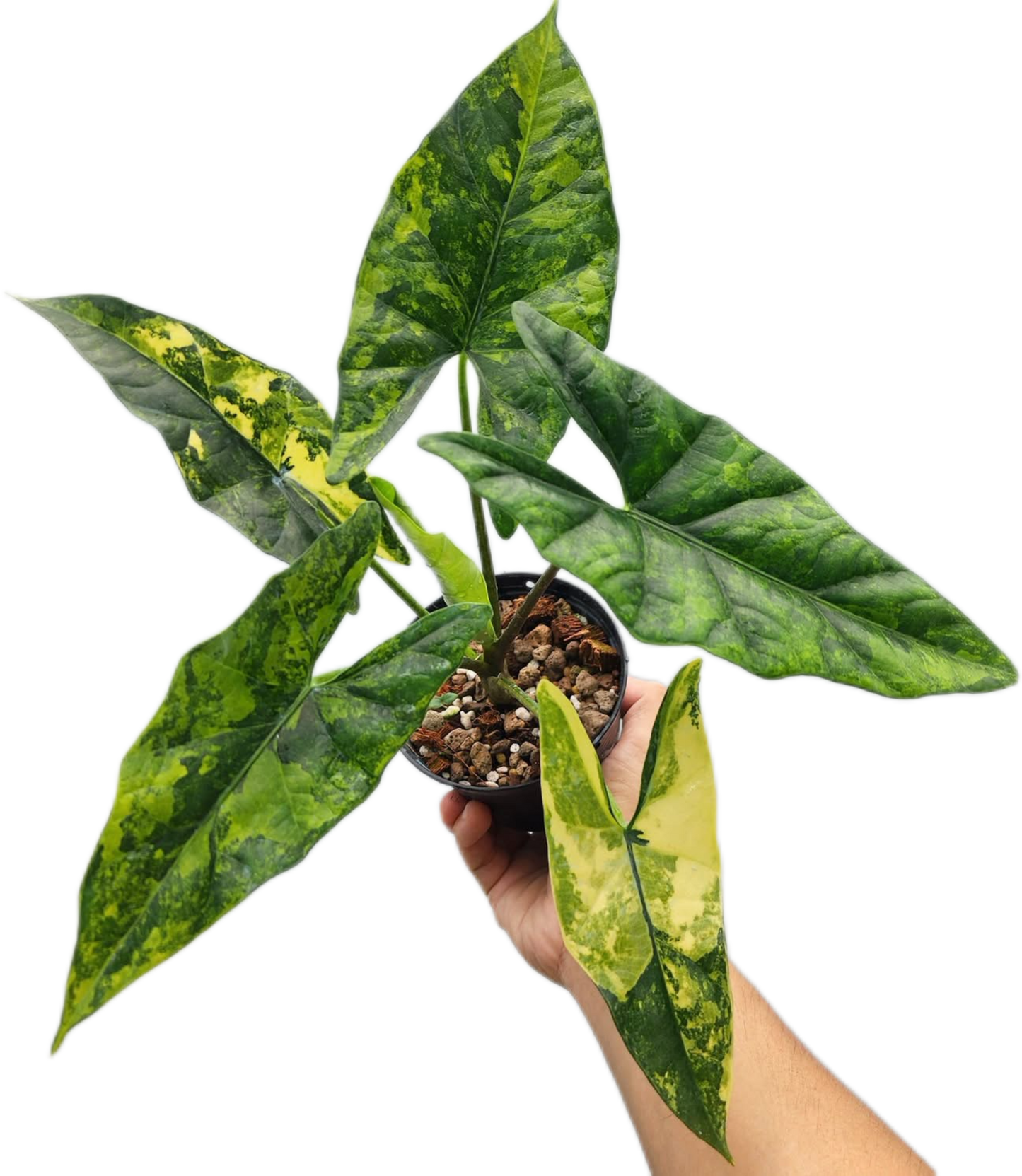 Alocasia Simpo Aurea Variegated – Tissue Culture Wholesale Set of 10 Plants