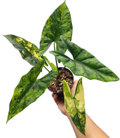 Alocasia Simpo Aurea Variegated – Tissue Culture Wholesale Set of 10 Plants