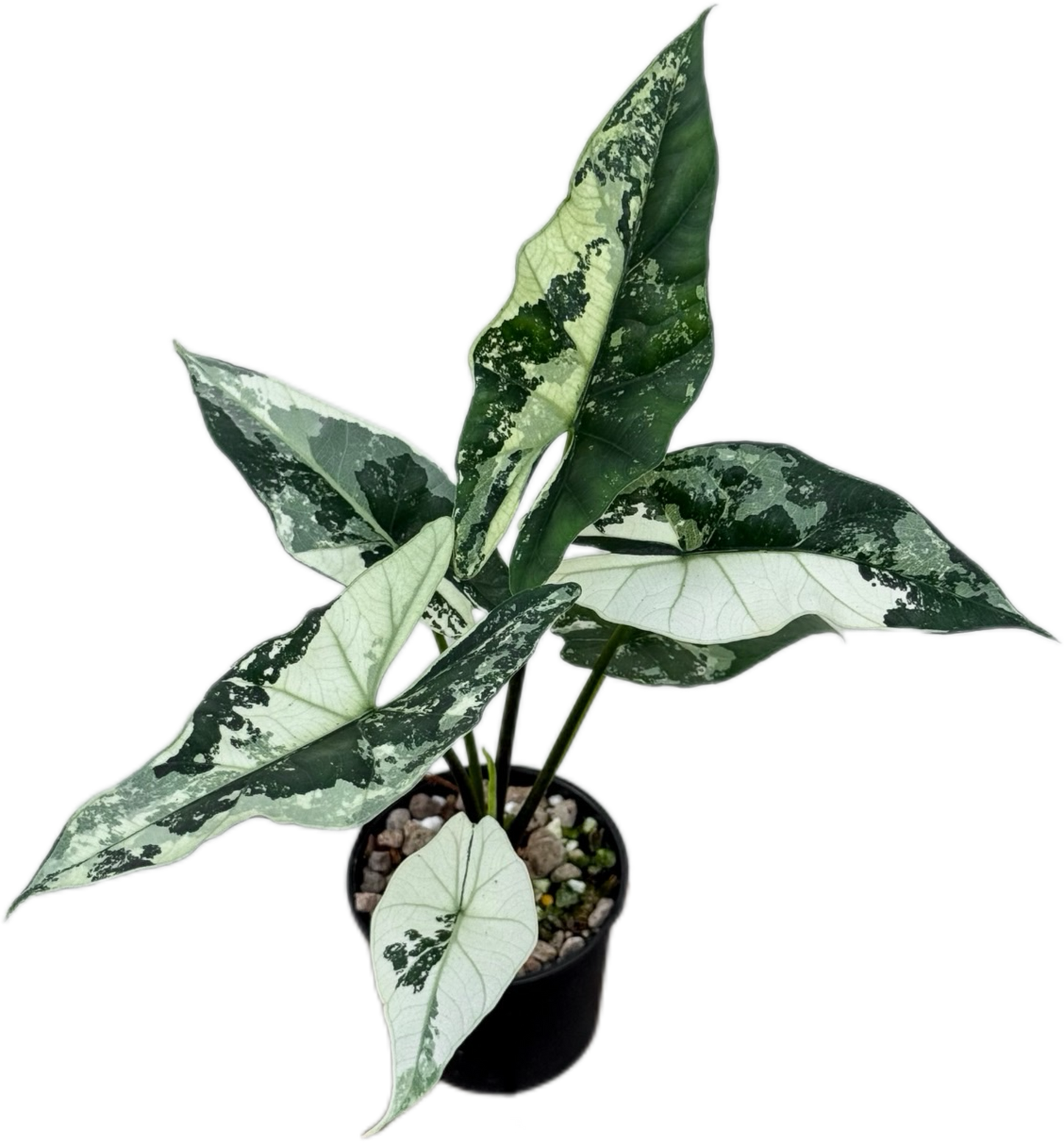 Alocasia Simpo Albo Variegated – Tissue Culture Wholesale Set of 10 Plants