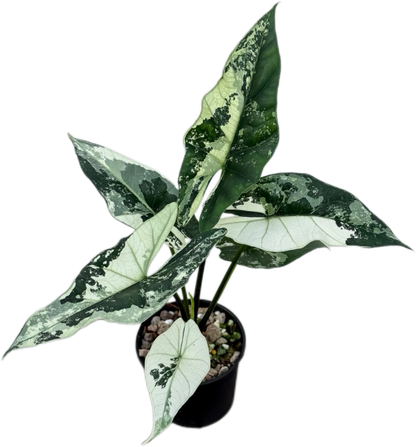 Alocasia Simpo Albo Variegated – Tissue Culture Wholesale Set of 10 Plants