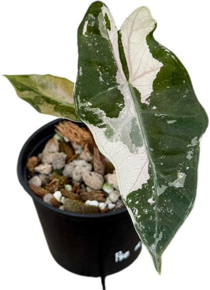 Alocasia Sanderiana Pink Albo Variegated – Tissue Culture Wholesale Set of 10 Plants