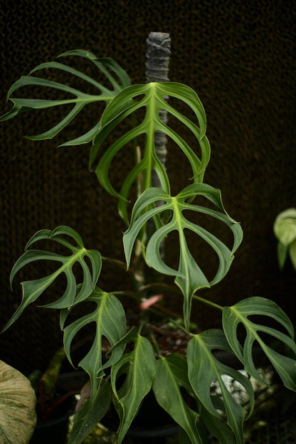 Monstera Burle Marx Flame Green – Tissue Culture Wholesale Set of 200 Plants