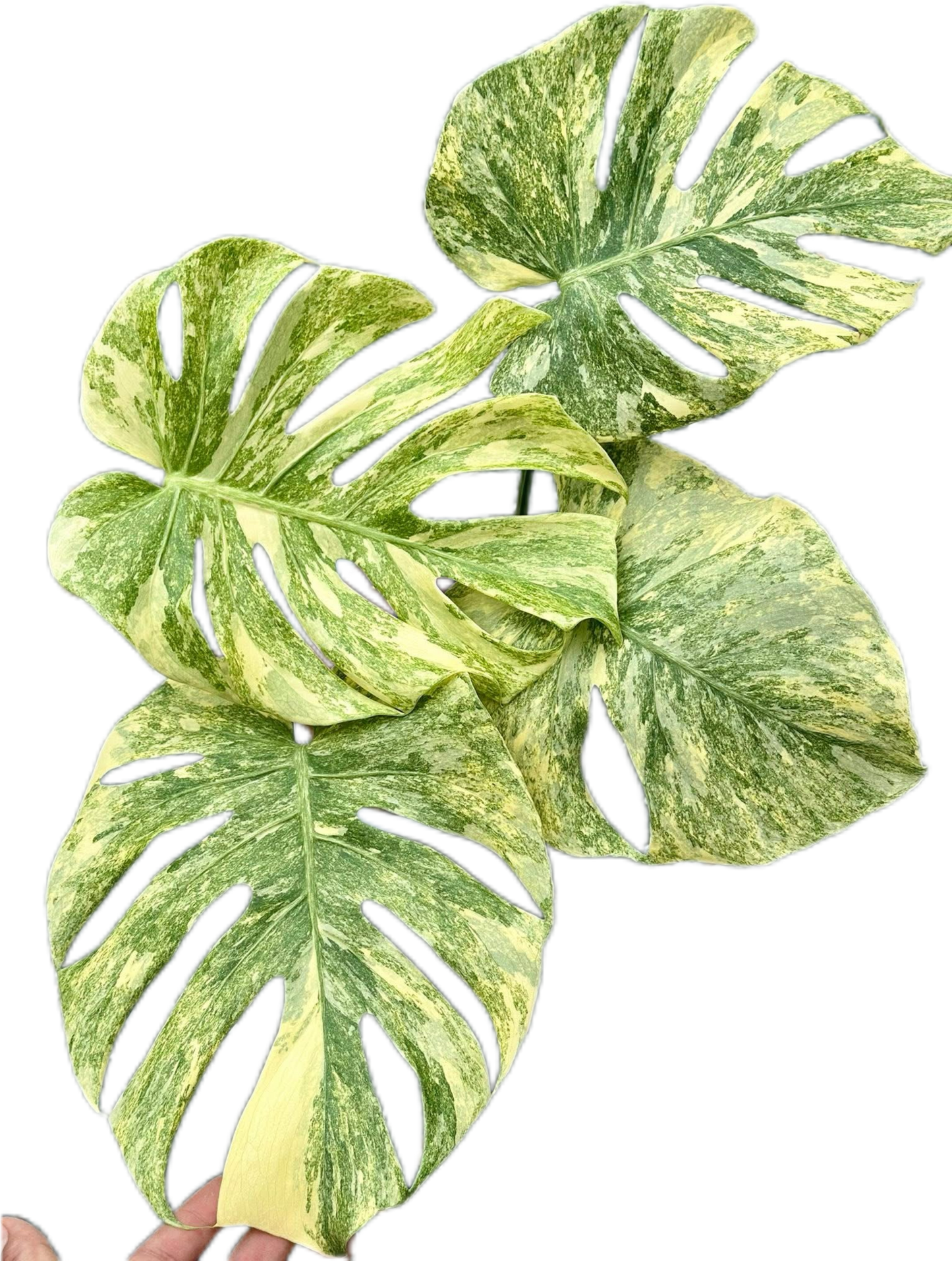 Monstera Deliciosa “Legacy” Variegated – Tissue Culture Wholesale Set of 10 Plants