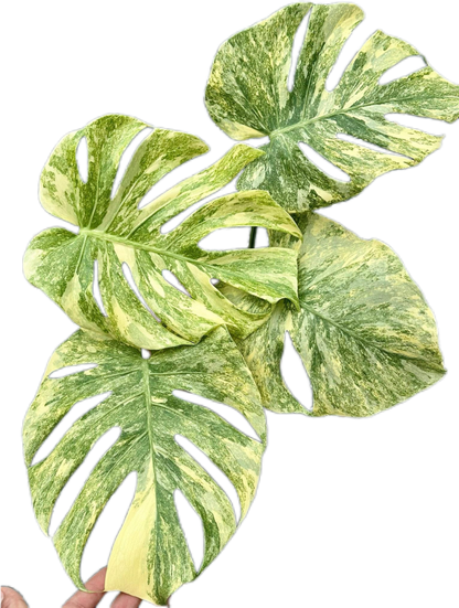 Monstera Deliciosa “Legacy” Variegated – Tissue Culture Wholesale Set of 10 Plants