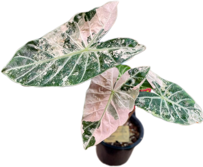 Alocasia Pink Dragon Albo Variegated – Tissue Culture Wholesale Set of 10 Plants
