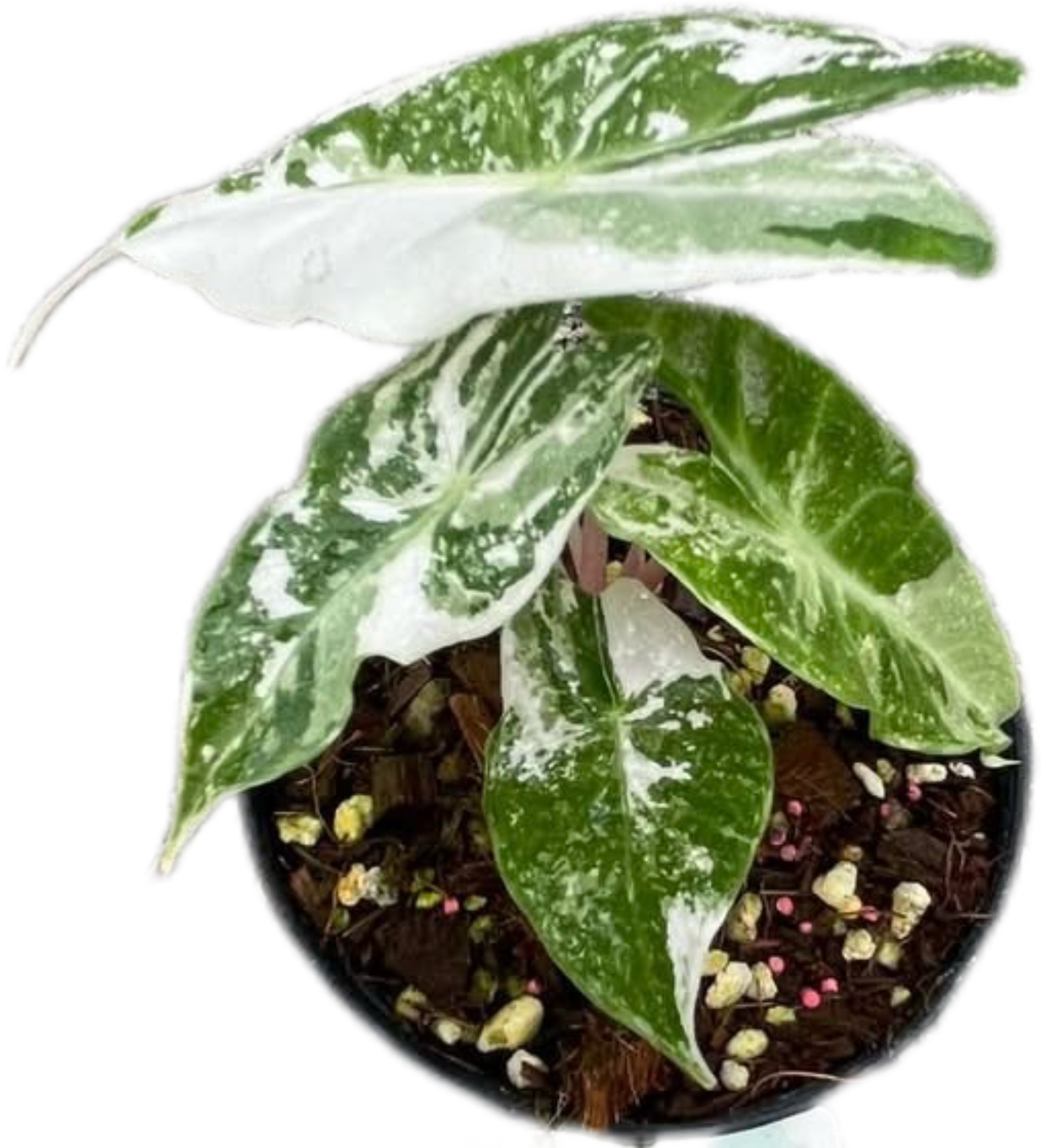 Alocasia Pink Dragon Albo Variegated – Tissue Culture Wholesale Set of 10 Plants