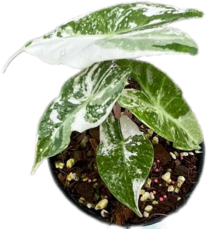 Alocasia Pink Dragon Albo Variegated – Tissue Culture Wholesale Set of 10 Plants