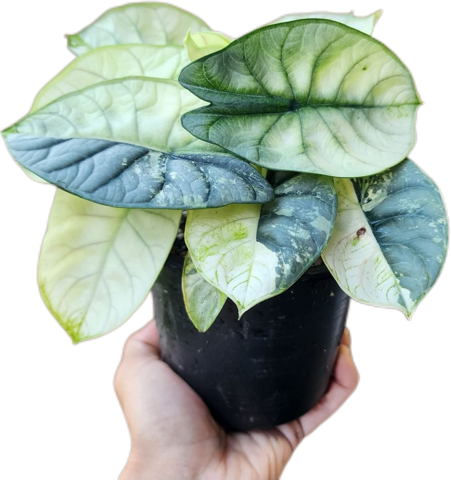 Alocasia Silver Dragon Variegated – Tissue Culture Wholesale Set of 10 Plants