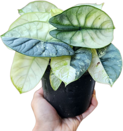 Alocasia Silver Dragon Variegated – Tissue Culture Wholesale Set of 10 Plants