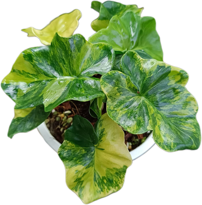 Philodendron Super Atom Variegated – Tissue Culture | Wholesale Set of 10 Plants